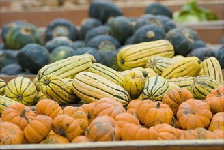 Pumpkins and squash on display at farmer's market. Photo. Antonio M. Rosario