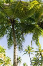 Palm trees. Photo. Antonio M. Rosario