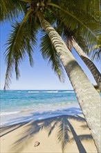 Beach in the Caribbean. Photo : Antonio M. Rosario