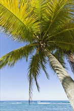 Palm tree by the ocean. Photo. Antonio M. Rosario
