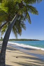 Palm trees on the beach. Photo : Antonio M. Rosario