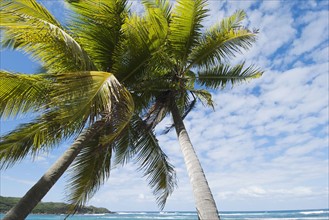 Palm trees by the ocean. Photo. Antonio M. Rosario