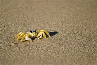 Crab in the sand. Photo : Antonio M. Rosario