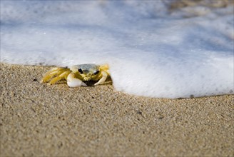 Crab on the beach. Photo. Antonio M. Rosario