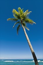 Palm tree by the ocean. Photo. Antonio M. Rosario