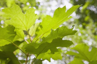 Oak leaf hydrangea. Photo : Chris Hackett