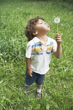 Young child blowing dandelion seed head. Photo : Shawn O'Connor