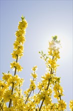 Yellow forsythia flowers. Photo : Chris Hackett