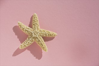 Starfish. Photo. Chris Hackett