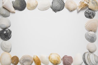 Seashells in shape of picture frame. Photo. Chris Hackett