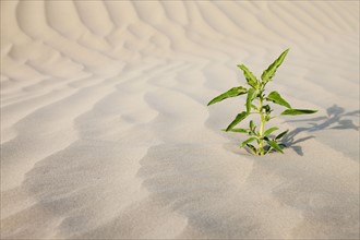 Plant growing in desert sand. Photo : Mike Kemp