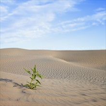 Plant growing in desert sand. Photo. Mike Kemp