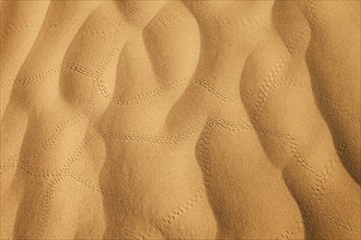 Insect tracks in desert sand. Photo : Mike Kemp