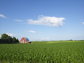 Corn field. Photo. John Kelly