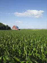 Corn field. Photo : John Kelly