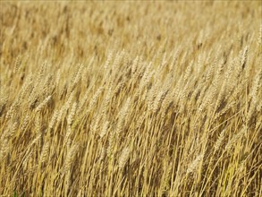 Wheat field. Photo. John Kelly