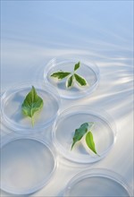 Leaves in Petri dishes.