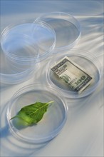 Money and leaf in Petri dish.