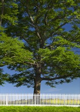 White picket fence in front of large tree.