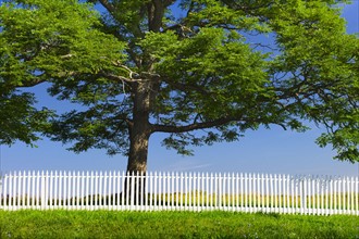 White picket fence in front of large tree.
