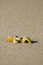 Crab on sand. Photo. Antonio M. Rosario