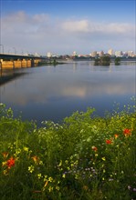 Wildflowers in front of Susquehanna River.