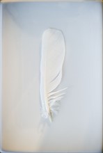 White feather. Photo. Jamie Grill