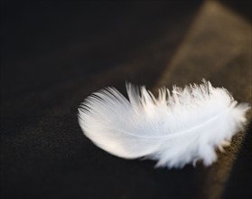 White feather. Photo : Jamie Grill
