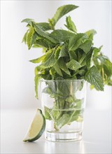 Mint in glass of water. Photo. Jamie Grill