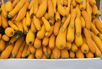 Basket of yellow zucchini. Photo : fotog