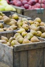 Fresh pears in wooden crates. Photo : Antonio M. Rosario