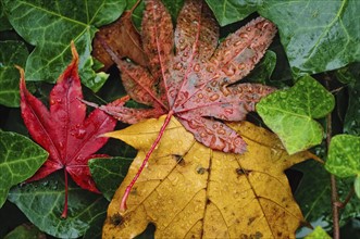 Wet autumn leaves. Photo : Antonio M. Rosario
