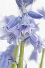 Bluebell flowers. Photo : Antonio M. Rosario