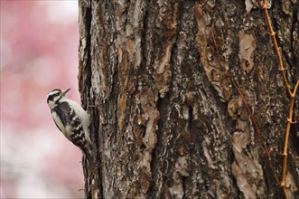 Downy woodpecker on tree. Photo : Antonio M. Rosario