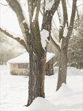Trees and cabin on snowy day. Photo. John Kelly