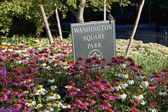 Flowers in Washington Square Park. Photo. fotog