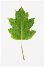 Oak leaf hydrangea. Photo : Chris Hackett