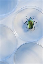 Beetle in Petri dish.