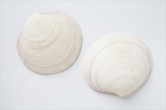Two clam shells. Photo : Chris Hackett
