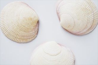 Three clam shells. Photo : Chris Hackett