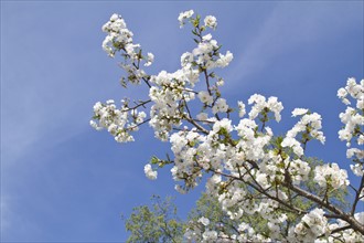 Spring blossom on tree. Photo : Johannes Kroemer