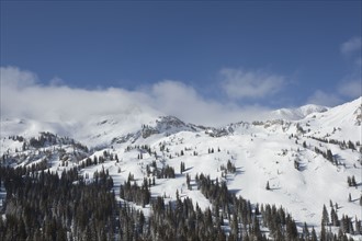 USA, Utah, Alta, Forest in snow covered mountains. Photo : Johannes Kroemer