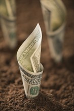 One hundred dollar bill in soil. Photo : Mike Kemp