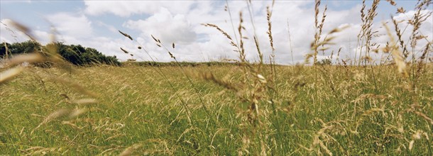 Field of grass. Photo : Fisher Litwin