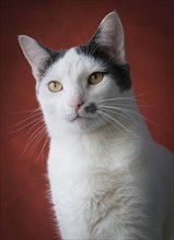 Portrait of cat. Photo : Antonio M. Rosario