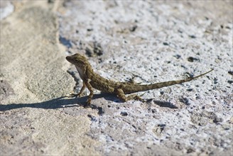 Lizard basking on rock. Photo : Antonio M. Rosario