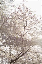 Spring blossom on tree. Photo : Johannes Kroemer