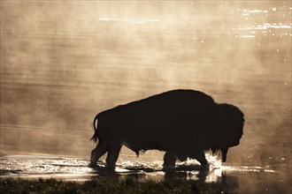 Silhouette of American Bison (Bison bison) wading in water at sunset. Photo : Mike Kemp