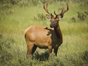 Elk (Cervus canadensis) on grassy field. Photo : Mike Kemp
