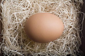 Egg in nest. Photo : David Engelhardt